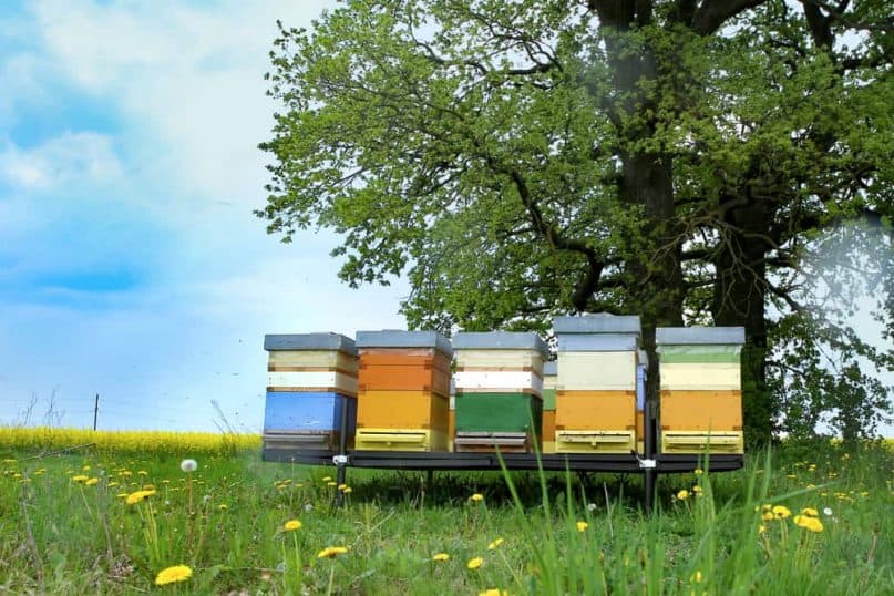  Enjoy beekeeping hobby