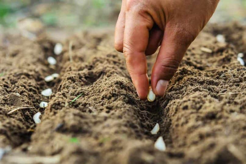 Research what you want to plant