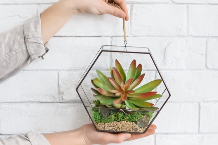 Hanging Terrariums