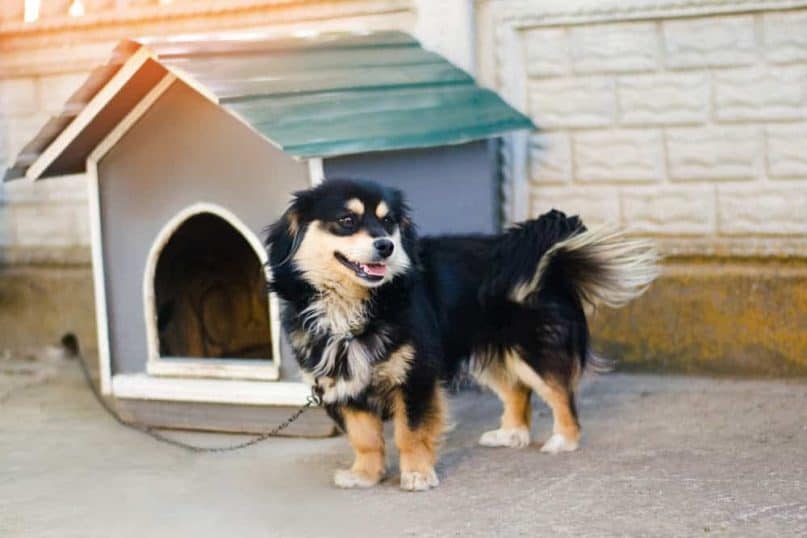 DIY Dog House 