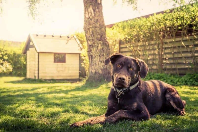 DIY Dog House 