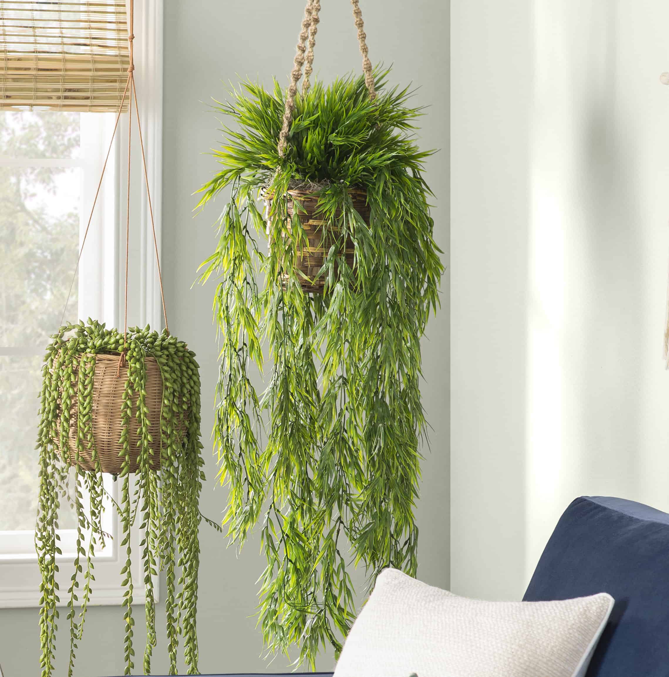 Hanging, Trailing Houseplants