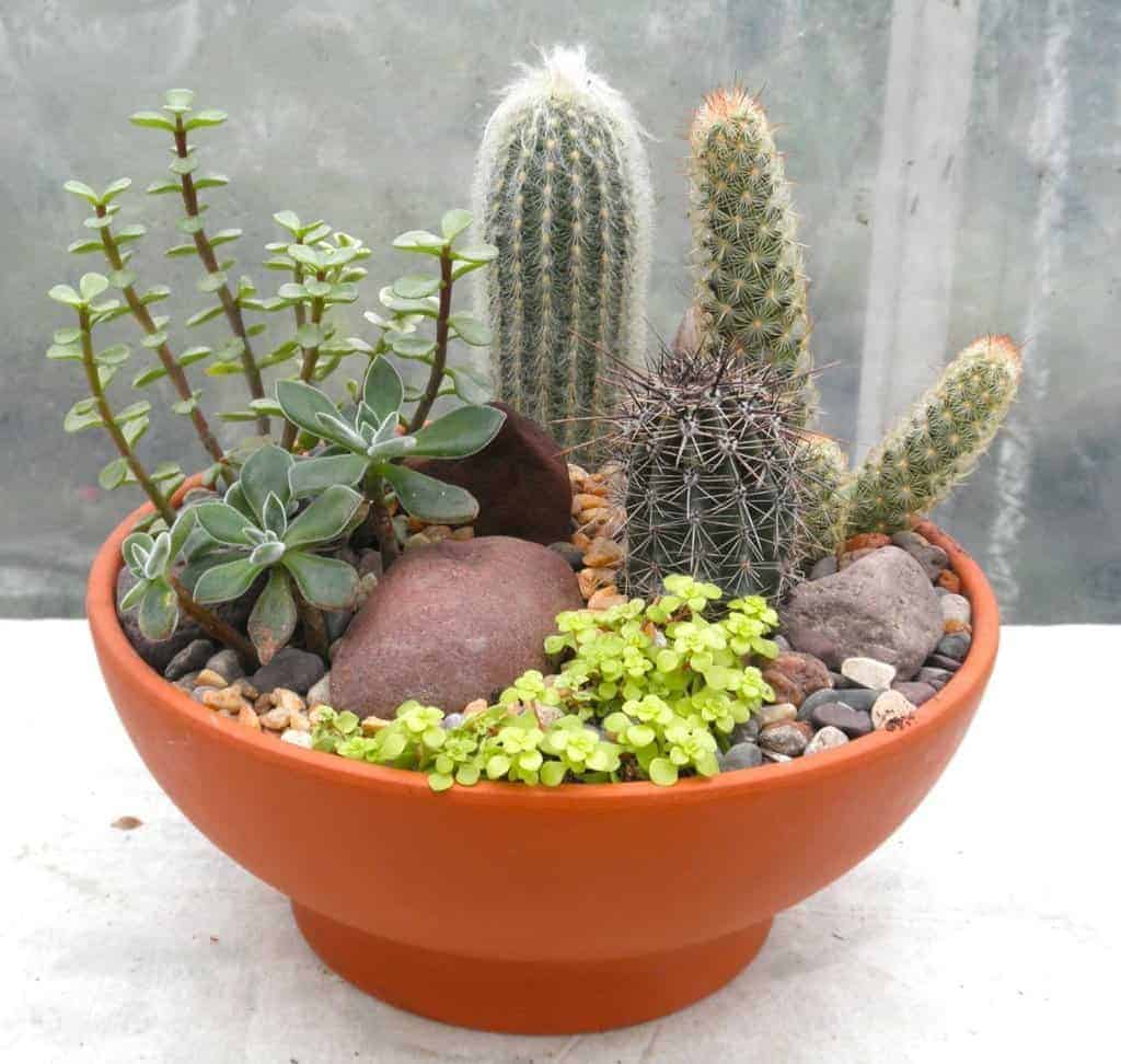 Cacti and Succulents