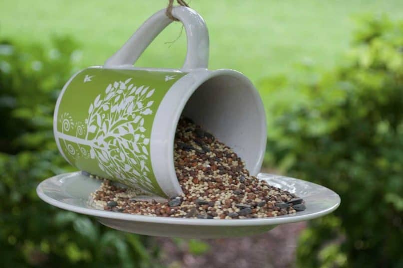 cup bird food 