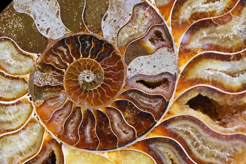 Ammonite sinks