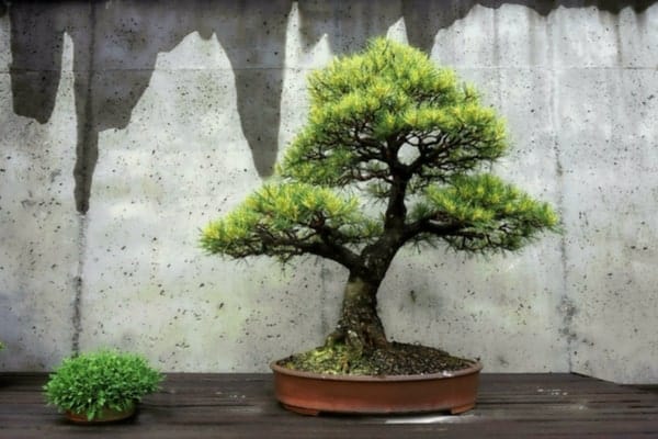 Trees in Japanese Interior