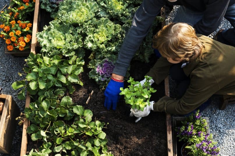 Why Gardening Can Be Good For Your Health?