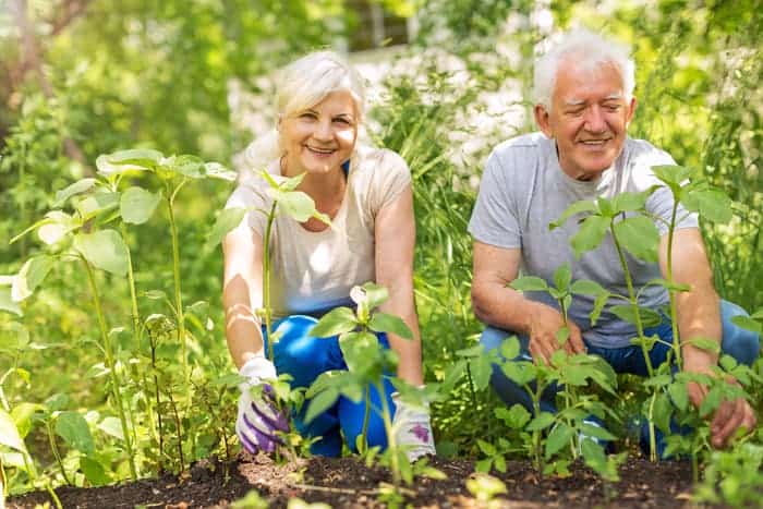 Gardening can reduce the risk of stroke