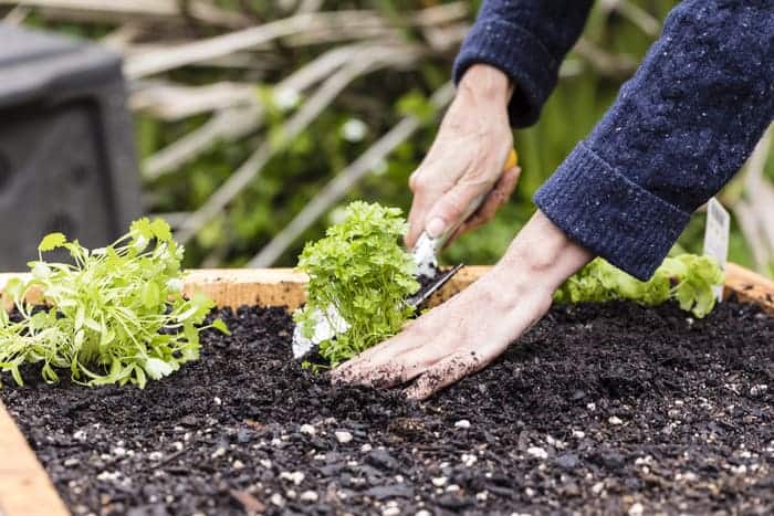 Gardening in the dirt can help improve hand strength