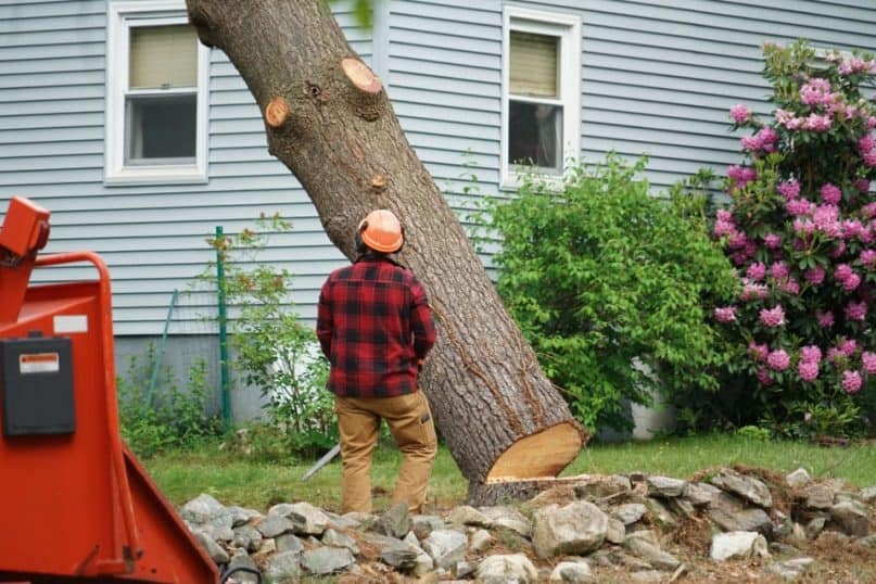 Tree removal 