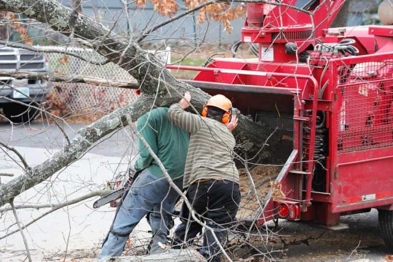 Tree removal 