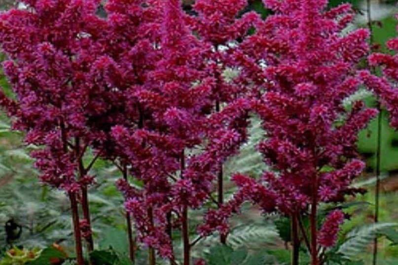 Creeping Phlox