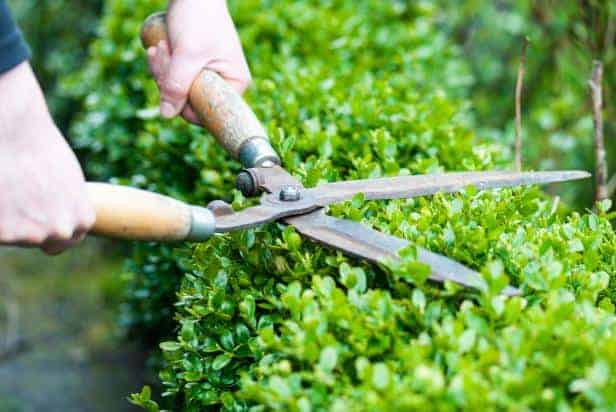 Shrubs and neat fences for garden 