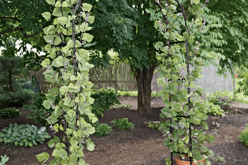 Vine Arches