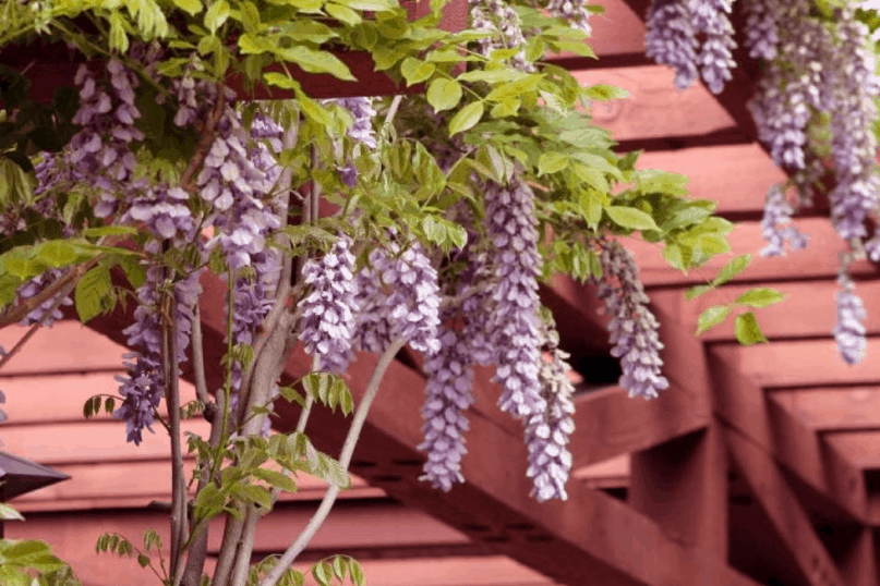 Growing Wisteria