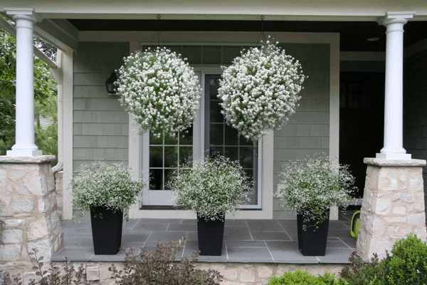 Hanging Plants