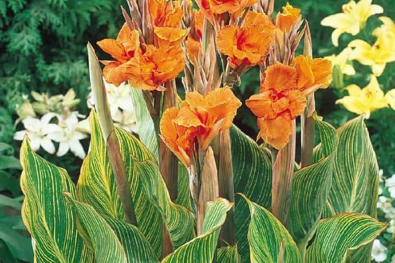 Plant Tender Bulbs  for garden 