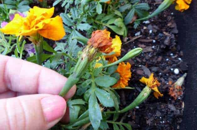 Deadhead Flowering Plants