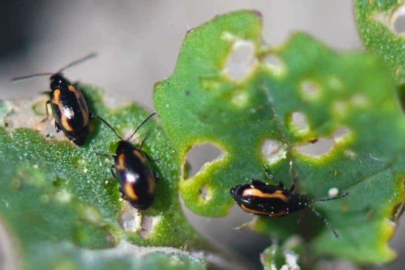 Keep Pests at Bay for garden 