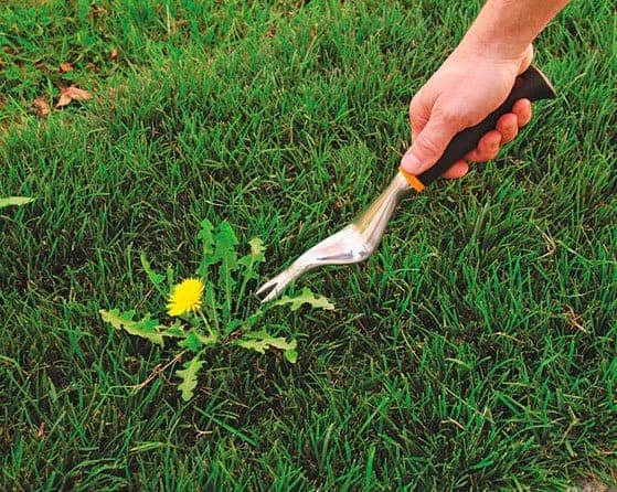 Get Rid of Unwanted Weeds
