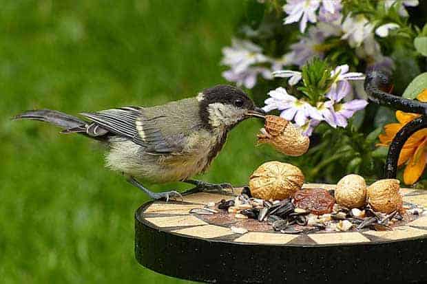 Invite Your Feathered Companions