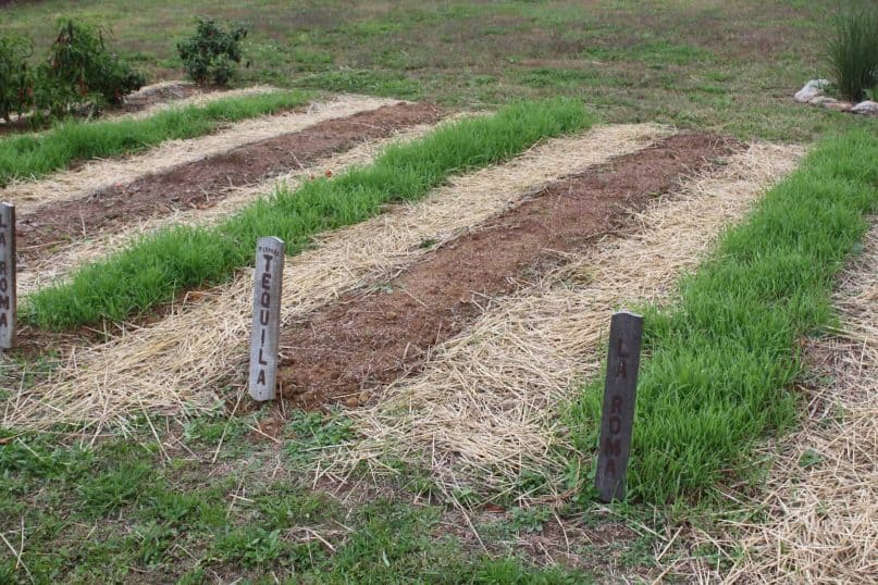 Think about cover crops.