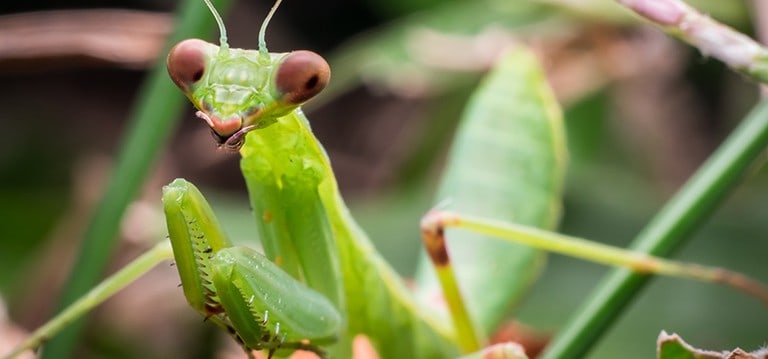 Attract beneficial insects