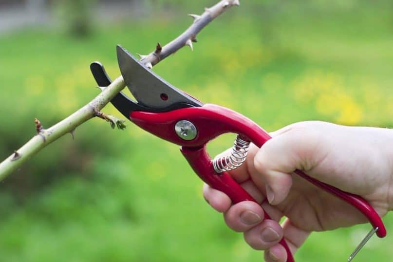 Pruning for garden 