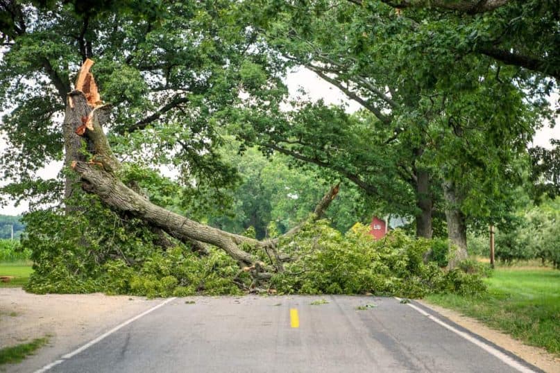 Trees That Are Dead