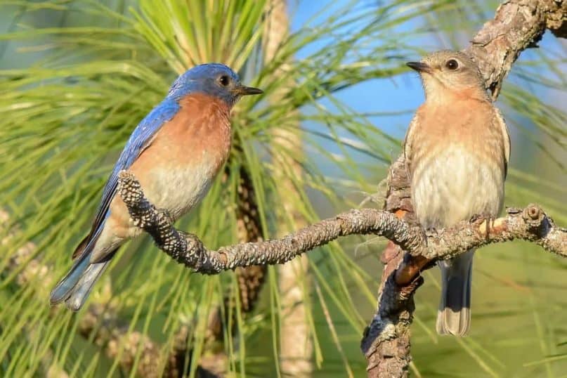 A Bird on a Tree. What a brilliant concept!