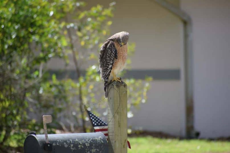 A Neighborhood Predator and a "Damaged" Mailbox… yes, and there's a hawk, too