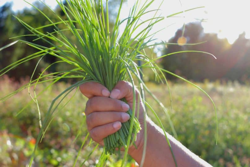 Chives can damage a dog’s red blood cells.