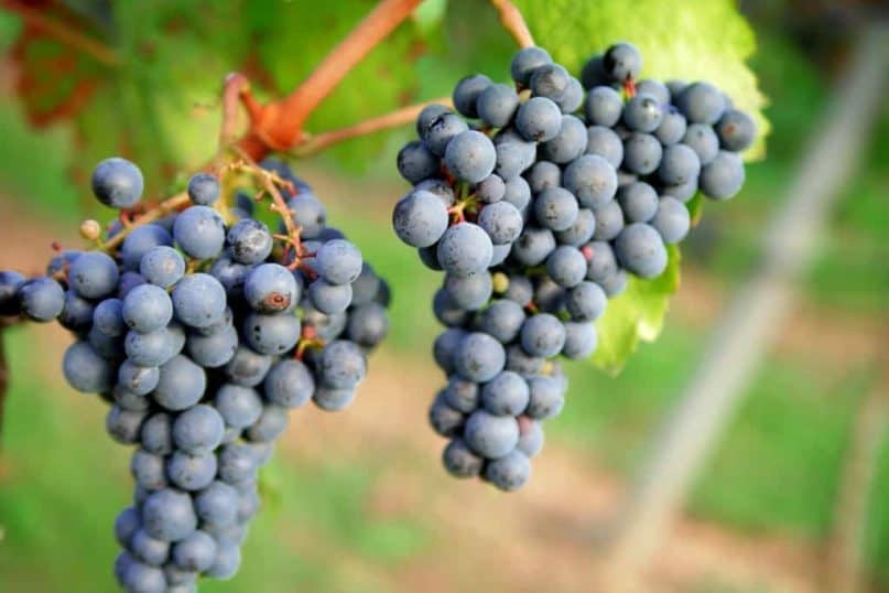 Grapes and raisins might cause renal failure if consumed in large quantities.