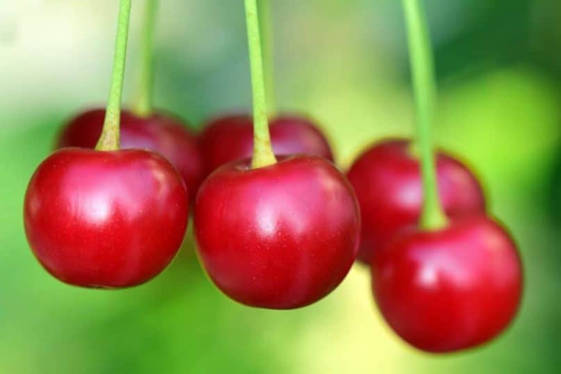 Cherries contain cyanide traces.