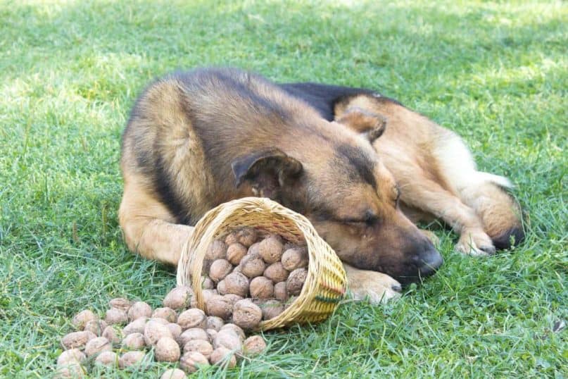 Dogs should not be given all nuts.