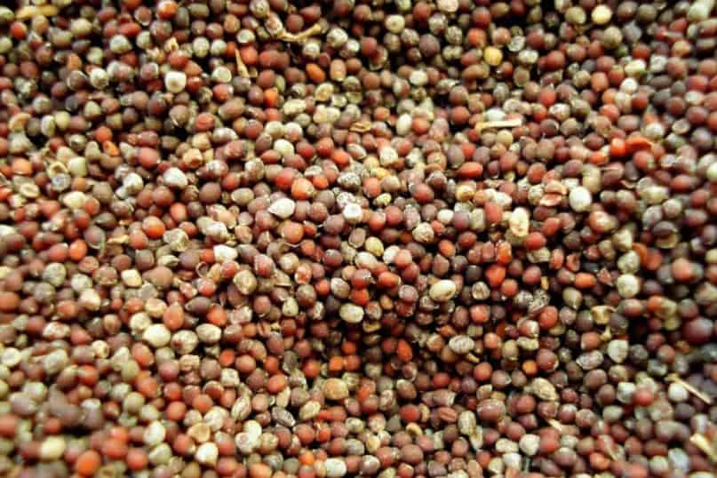 Mustard seeds, in significant quantities, are poisonous.