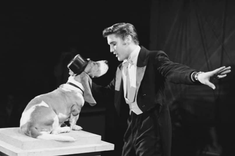 Elvis 'Pets