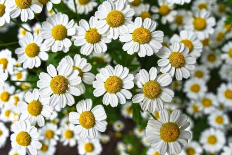 Chamomile can cause allergic reactions.