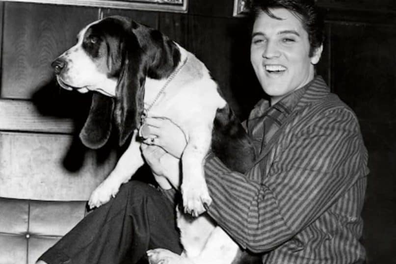 Elvis 'Pets