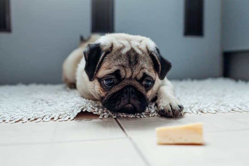 Some dogs have trouble breaking down blue cheese.