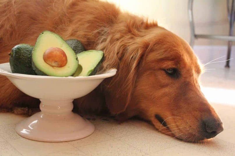 Avocados can be dangerous to dogs with sensitive stomachs.