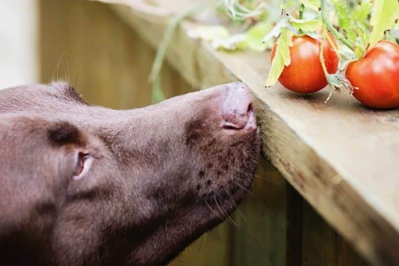 Tomatoes can be a real pain in the neck.