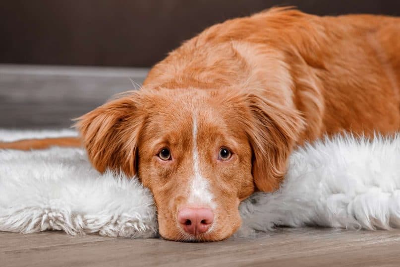 In dogs, nutmeg promotes constipation.