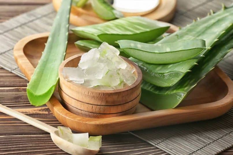 Aloe Vera can cause your dog’s dietary distress.