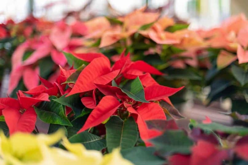 Poinsettias may cause problems during the holidays.