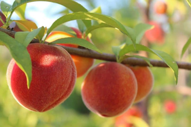 Apricots also contain cyanide.