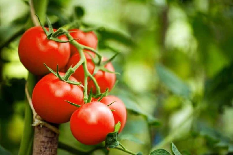 Tomatoes can be a real pain in the neck.