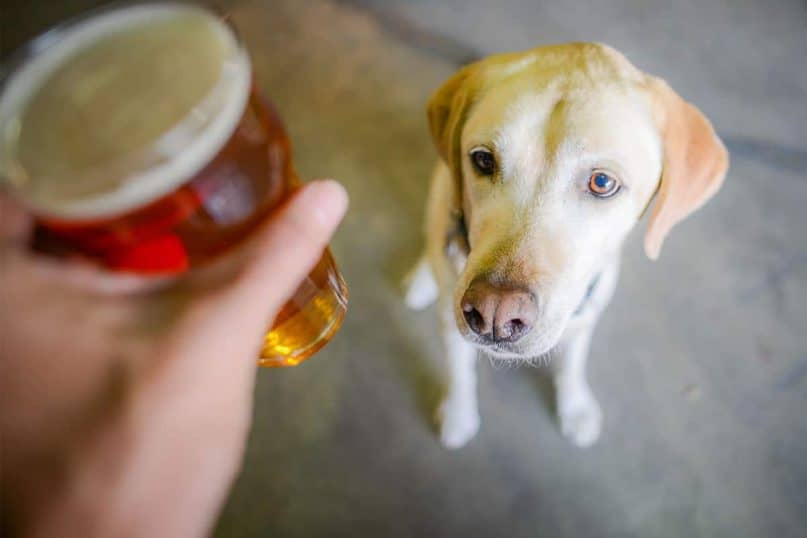 Hops in homebrewing can cause excess panting and seizures.