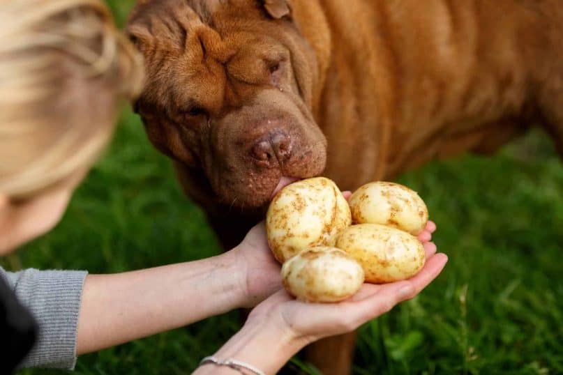 Potatoes are toxic to some dogs.