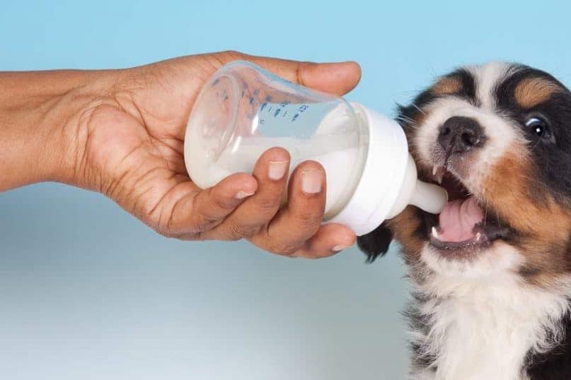 Every dog breed will tolerate milk and dairy products appropriately